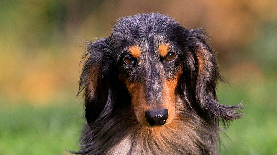 Dachshund lying down in black and white