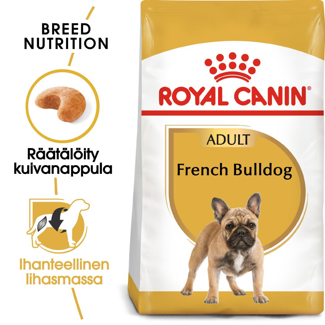 French Bulldog Adult