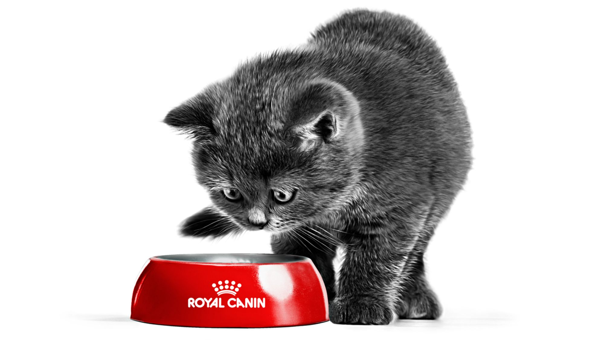 Black and white british shorthair cat eating from red bowl