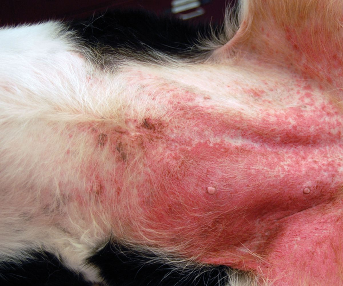 pododermatitis hund bilder