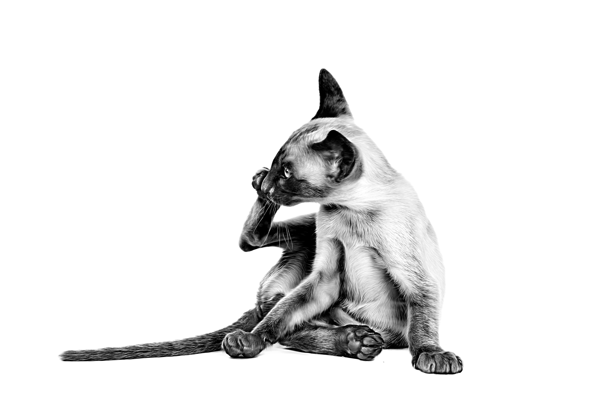 SIAMESE_KITTEN___BRAND___BREED_EMBLEMATIC