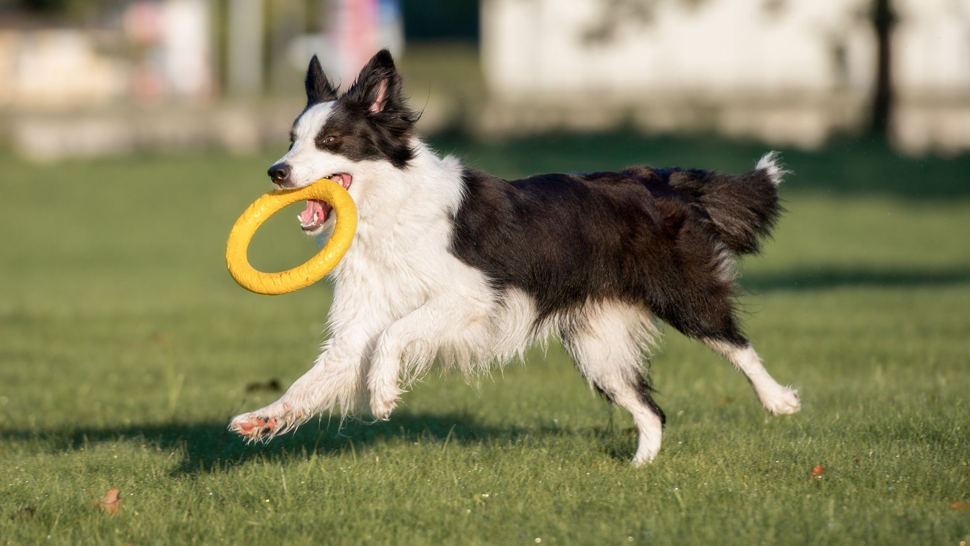 Border Collie adult running in a park with a yellow frisbee