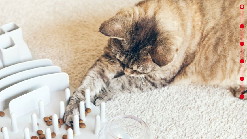 cat eating playing with a feeding puzzle device