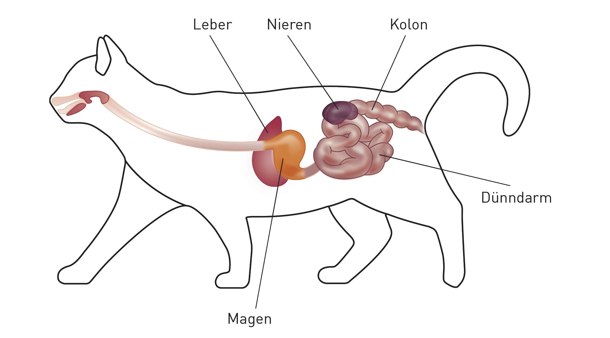 Die Darm-Nieren Achse bei der Katze
