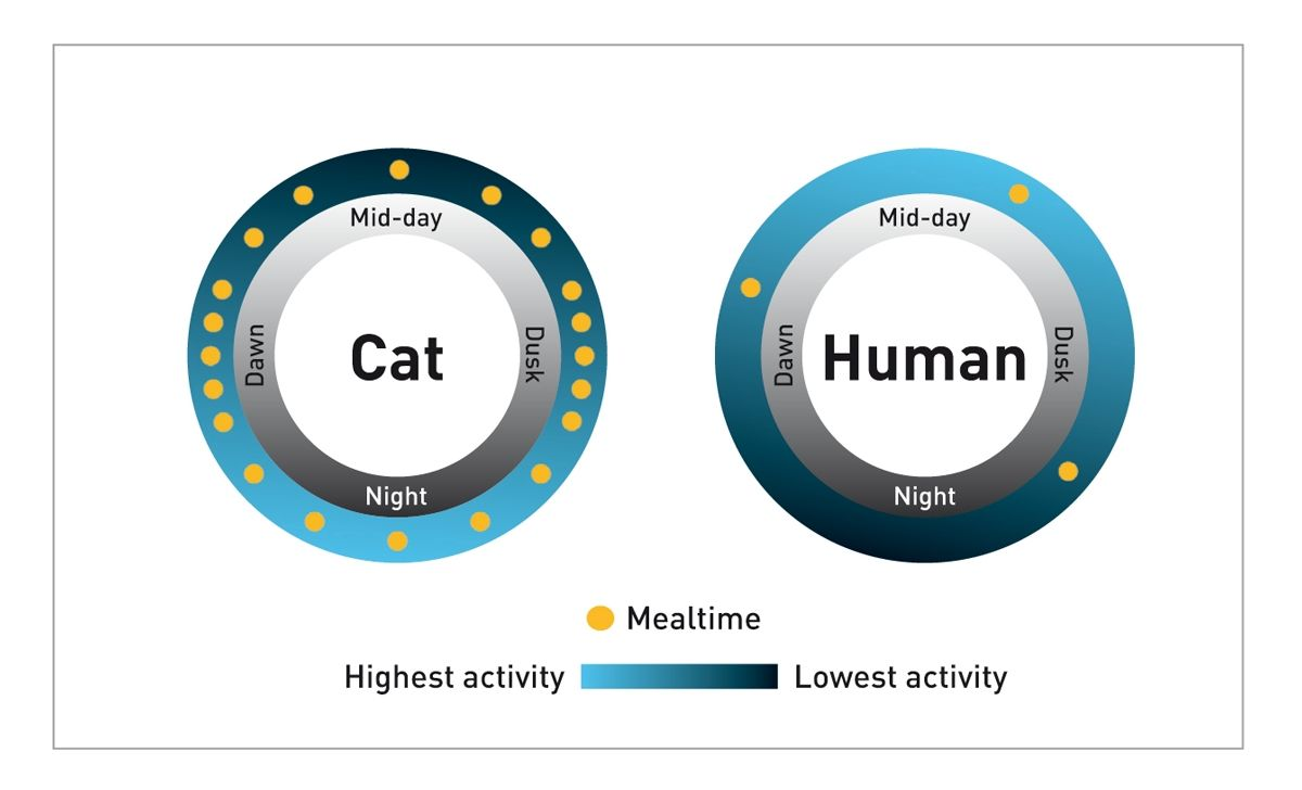 The activity and feeding patterns of cats and humans differ significantly, as shown in this diagram.
