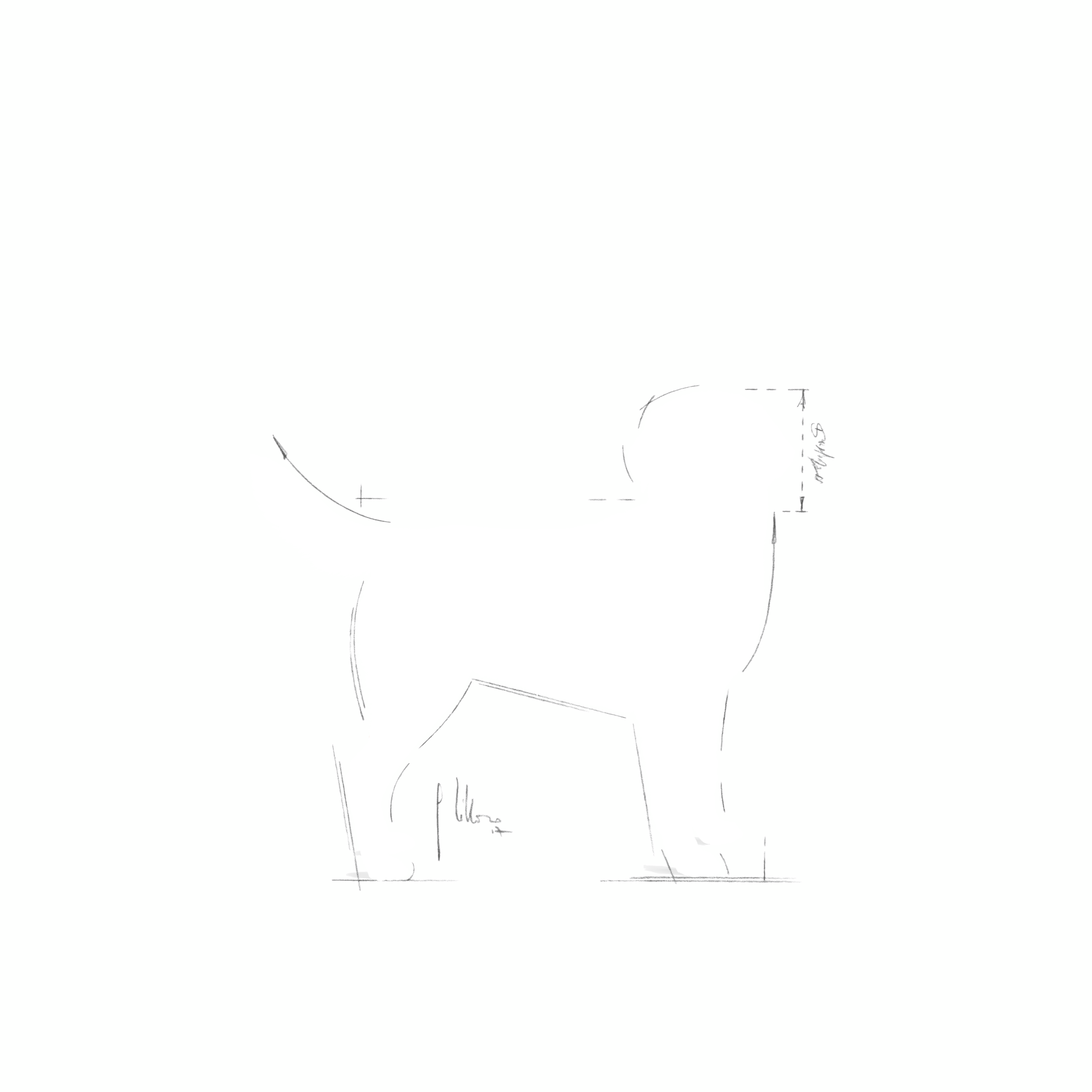 labrador-retriever-adult-royal-canin-au