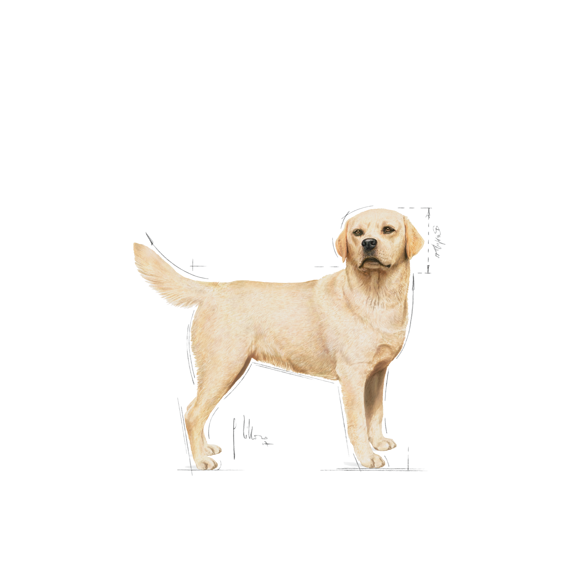 Adult best sale yellow lab