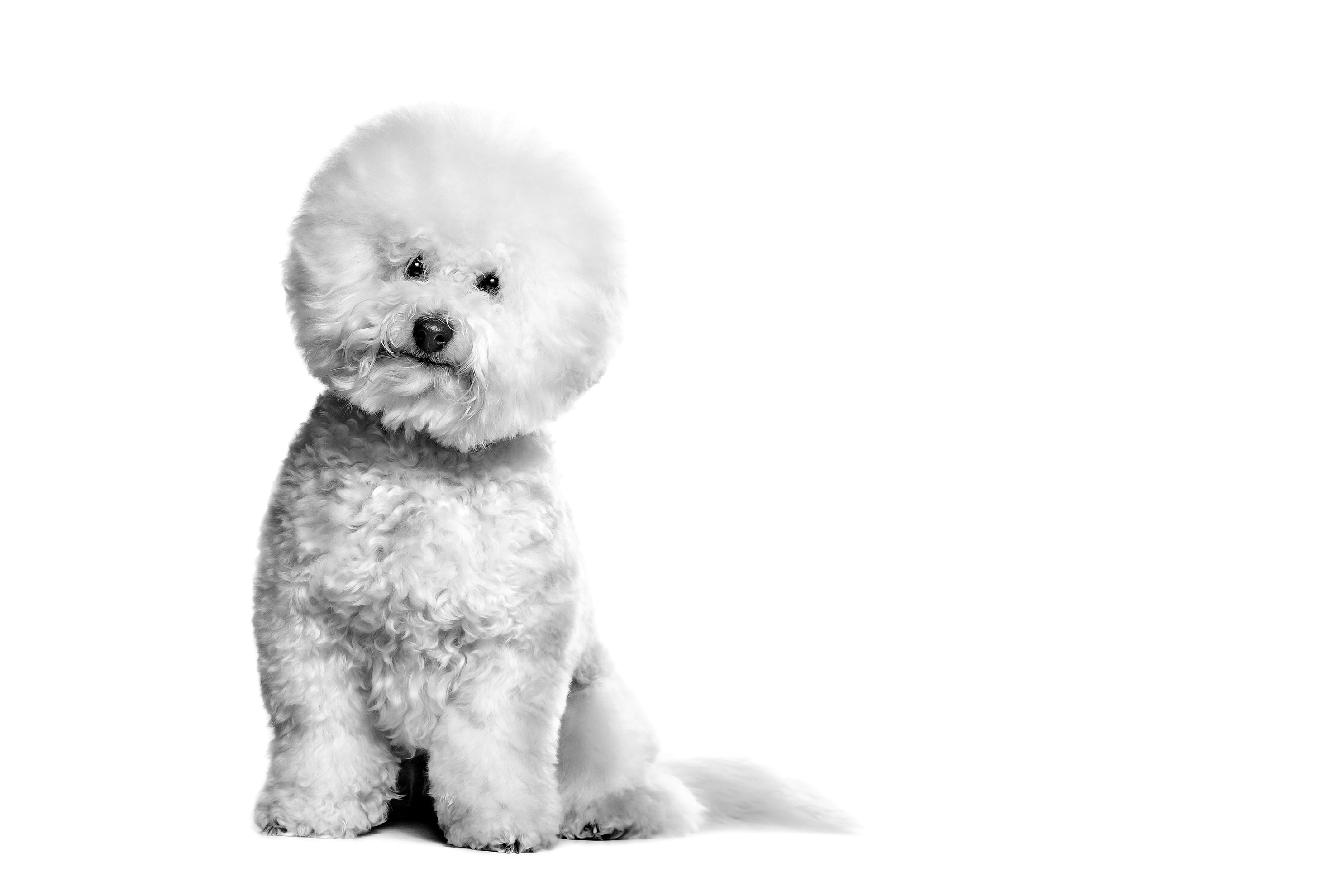 Bichon Frise in zwart-wit