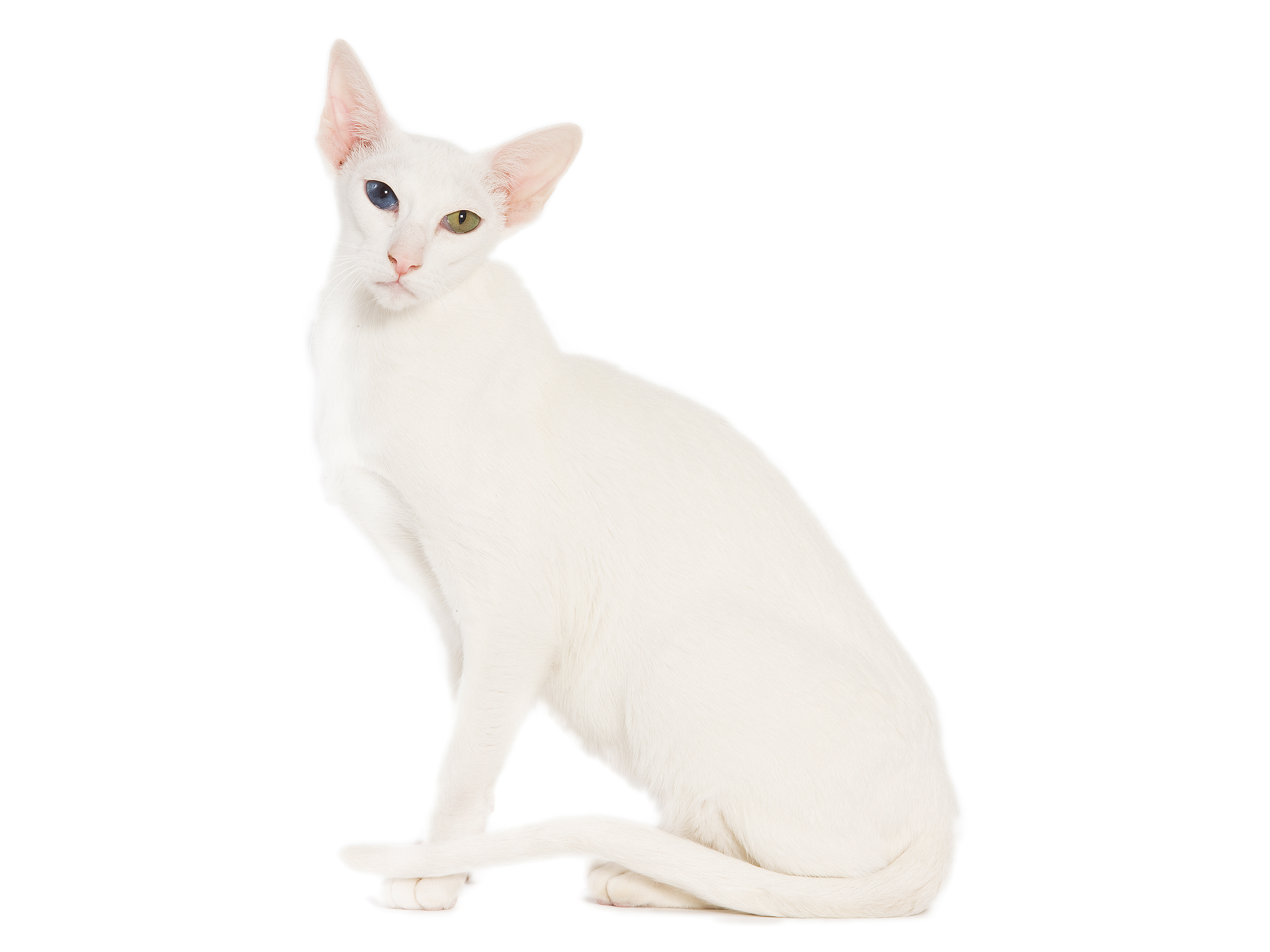 Oriental adult in black and white