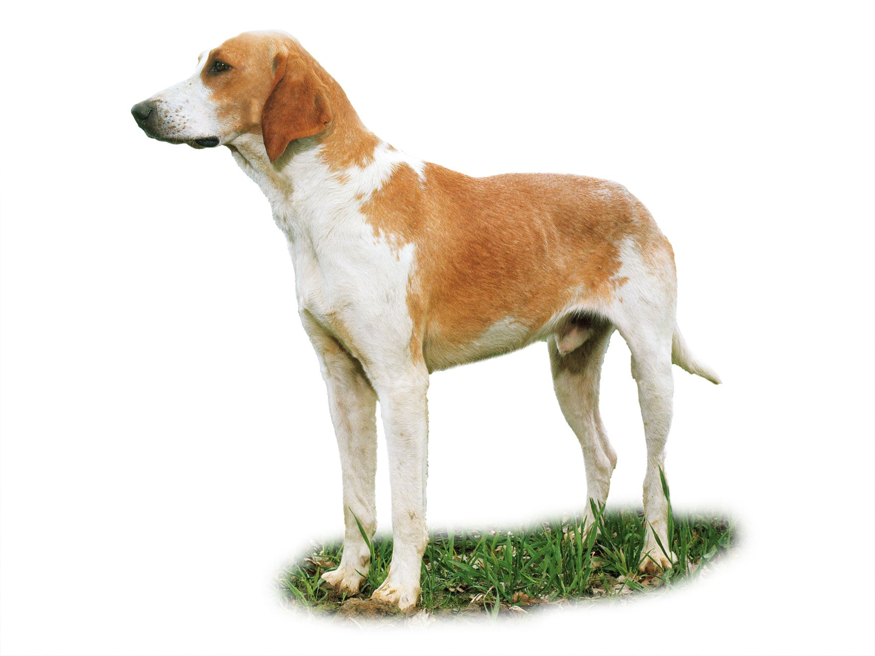 Great anglo-french white and orange hound adult standing