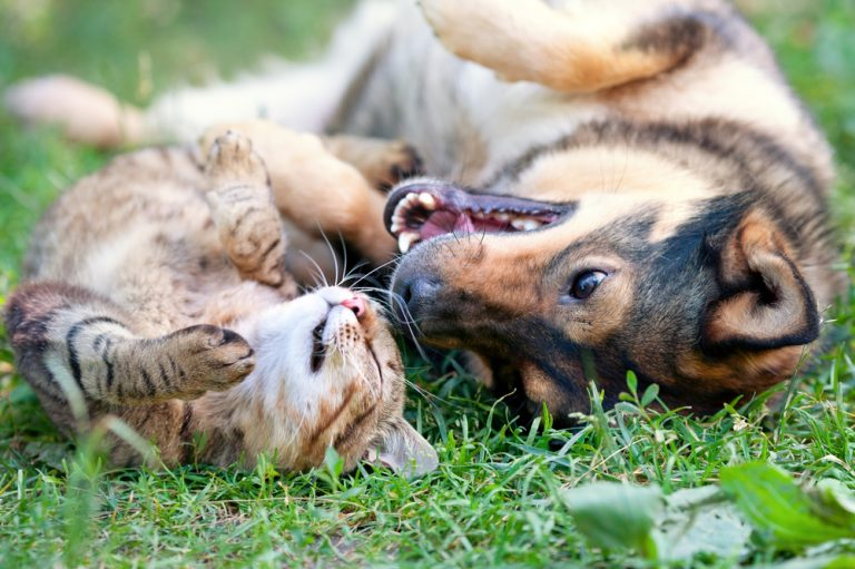 Eine Katze und ein kleiner Hund liegen auf dem Rücken im Gras..