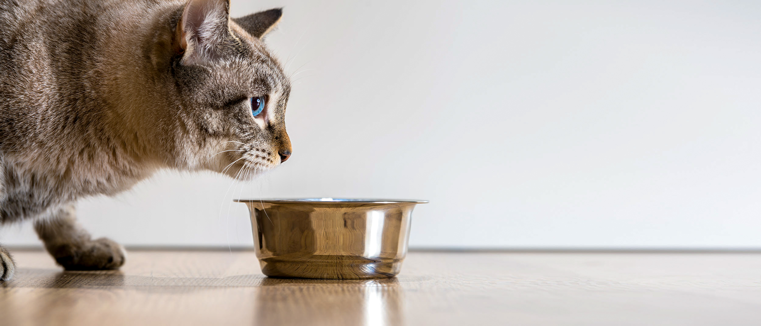 Adult cat standing indoors next to a silver bowl.
