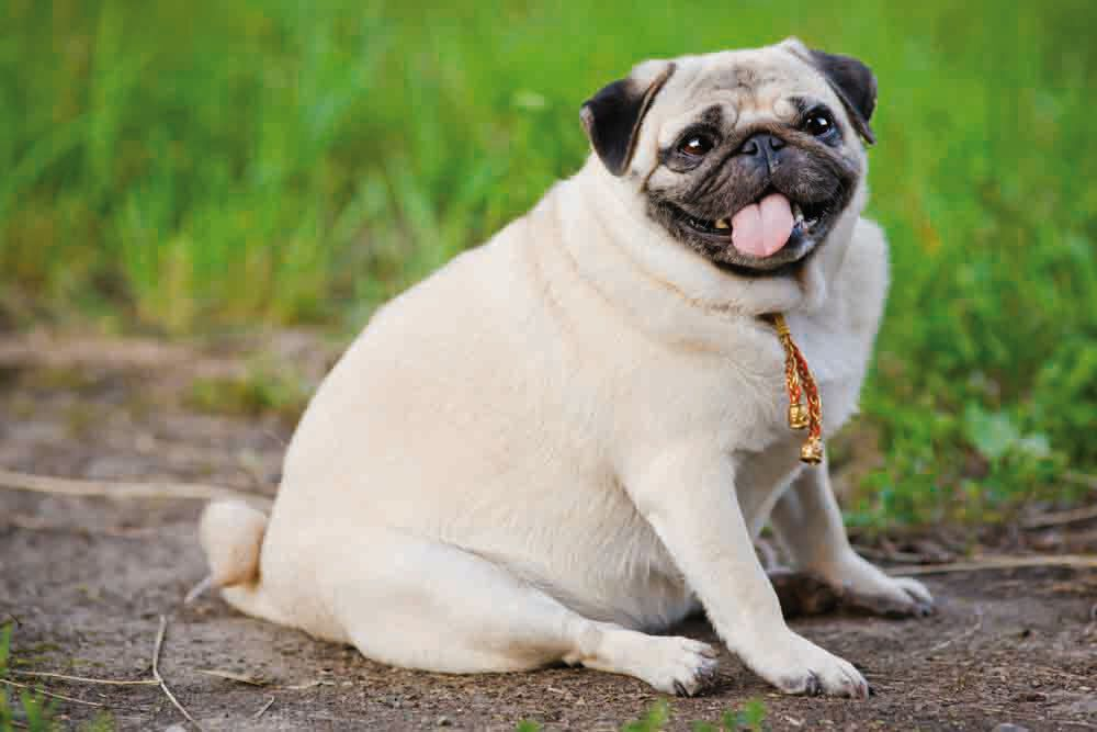 A dog with severe obesity