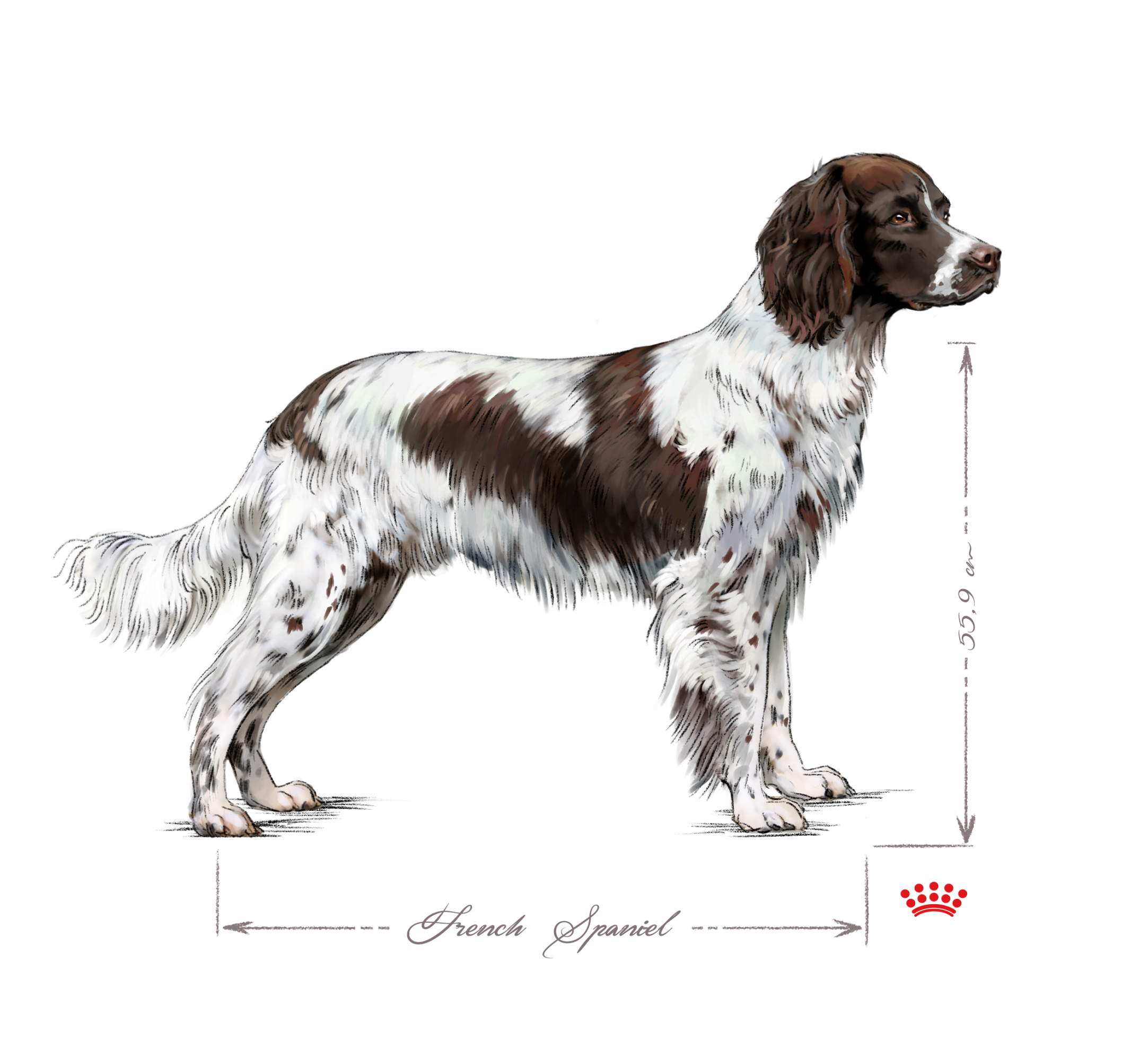 French spaniel adult black and white