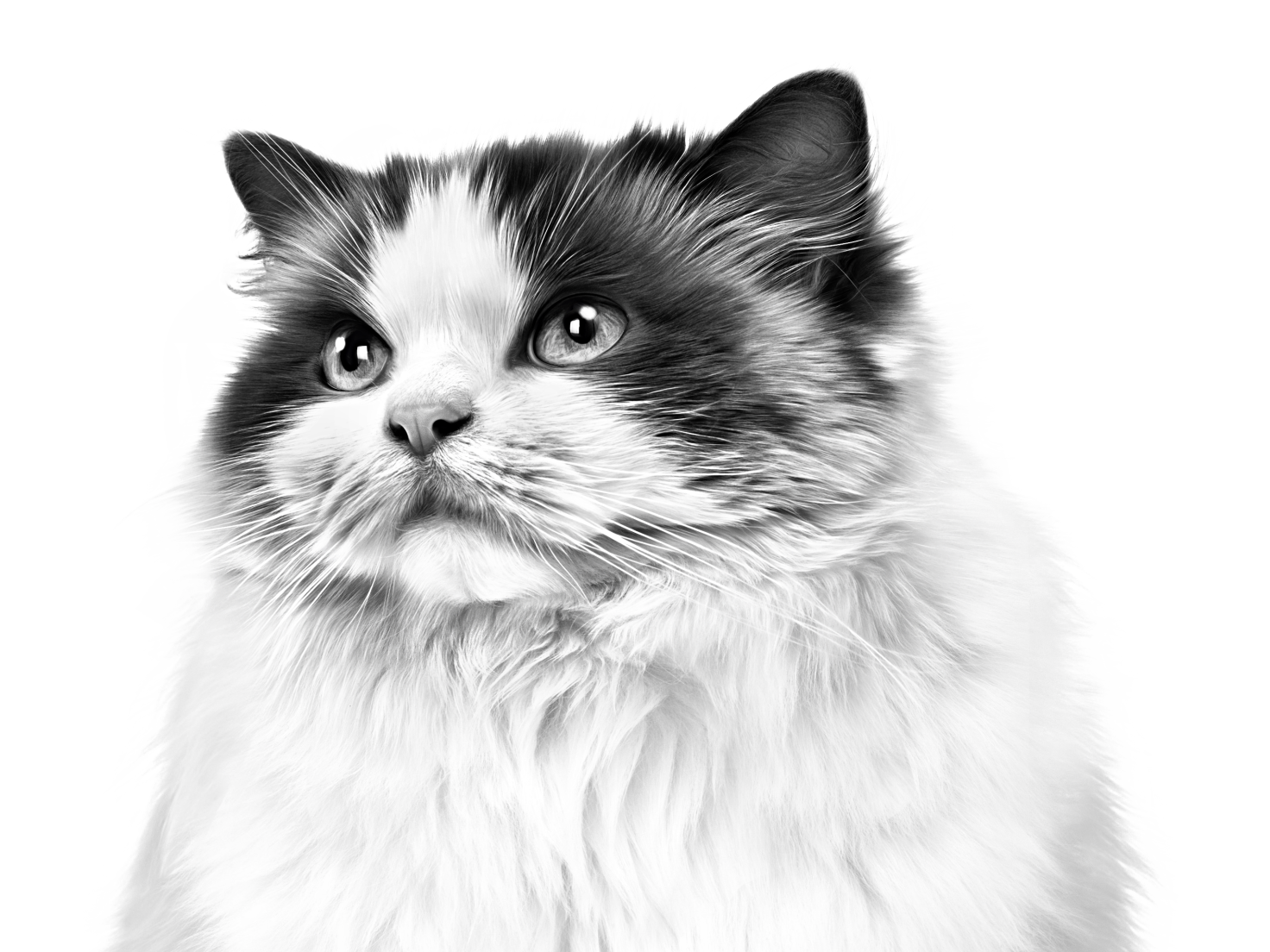 Black and white portrait of a Ragdoll cat