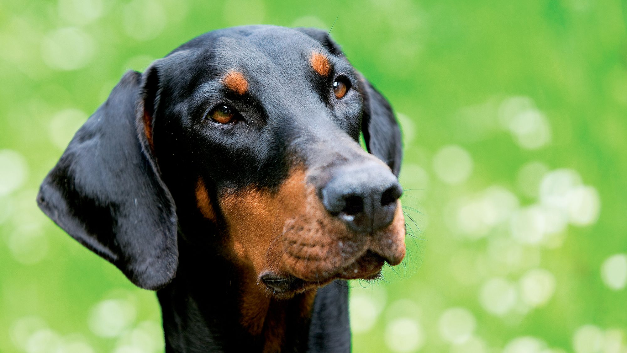 Close-up of a Doberman looking into the distance, head cocked