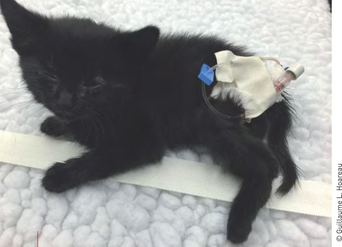 Um filhote felino com cateter intraósseo in situ (i. e., no local).