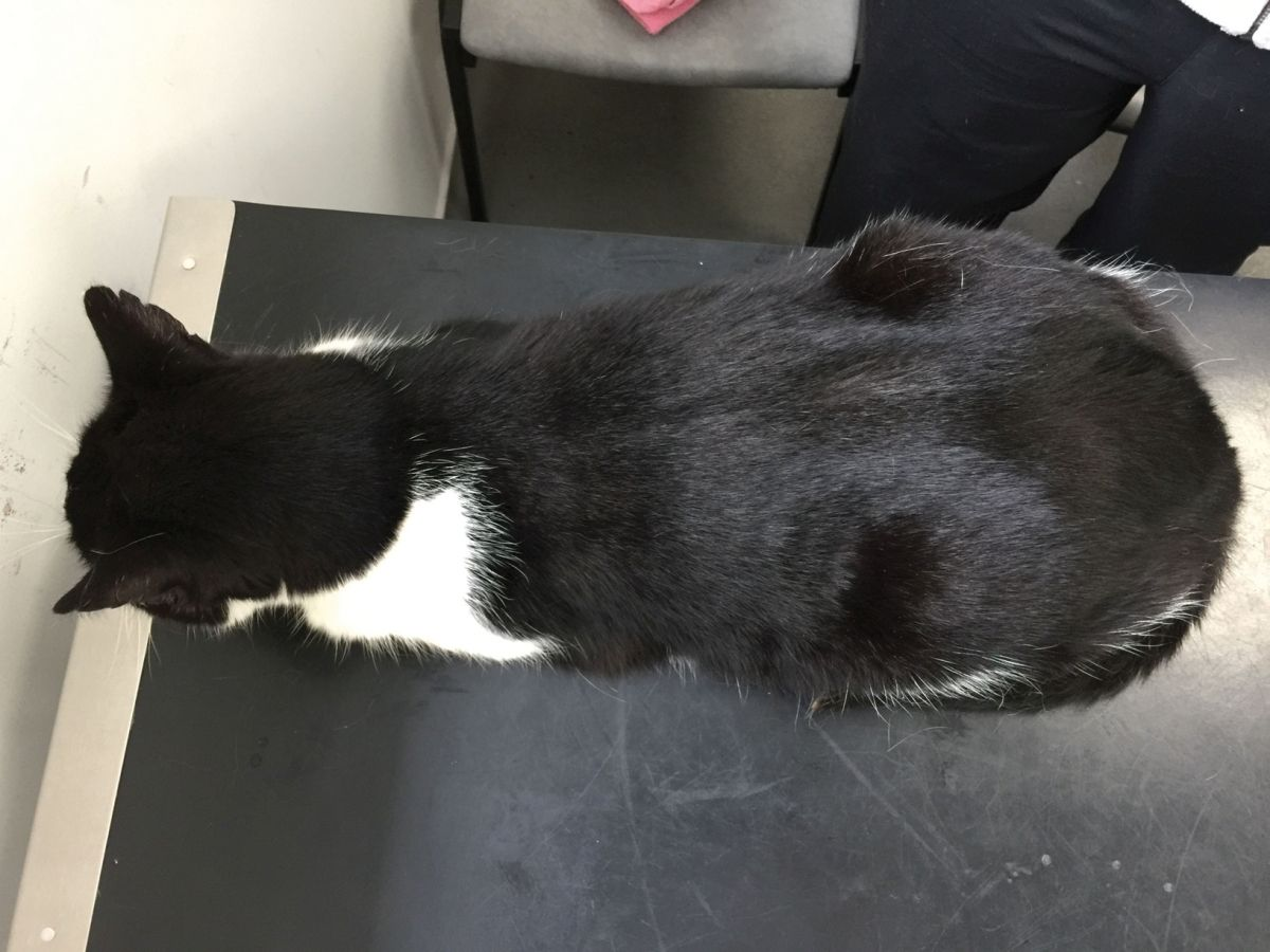 Minnie at follow-up consultation after treatment of hyperthyroidism with thiamazole. Body condition score is now 5/9 and she has a smooth hair coat. 