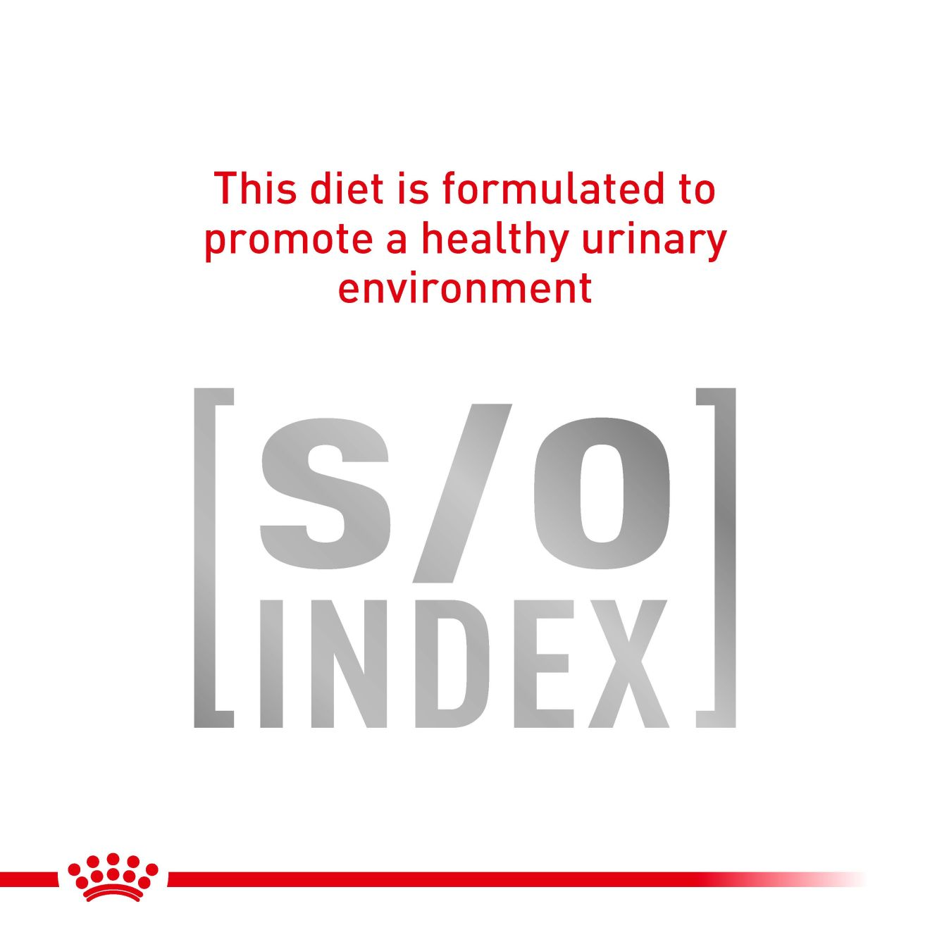 Hypoallergenic Small Dog