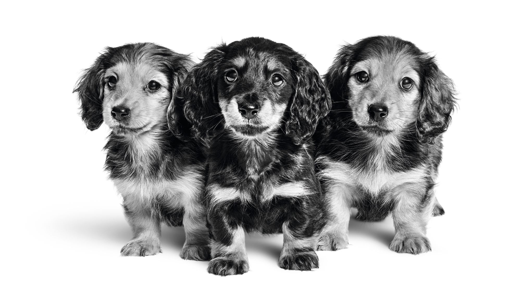 Dachshund puppies in black and white