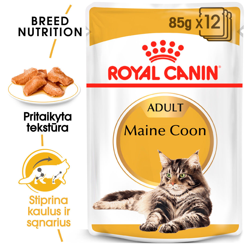 Maine Coon