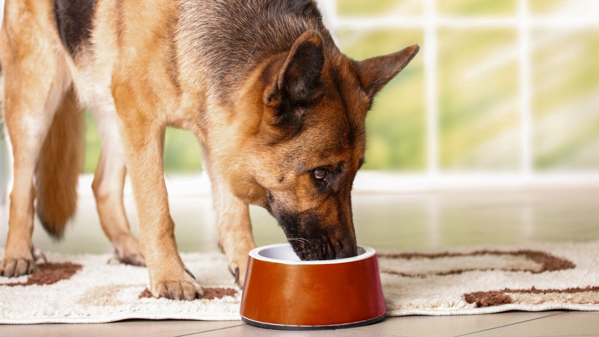 German Shepherd adult eating from a red bowl