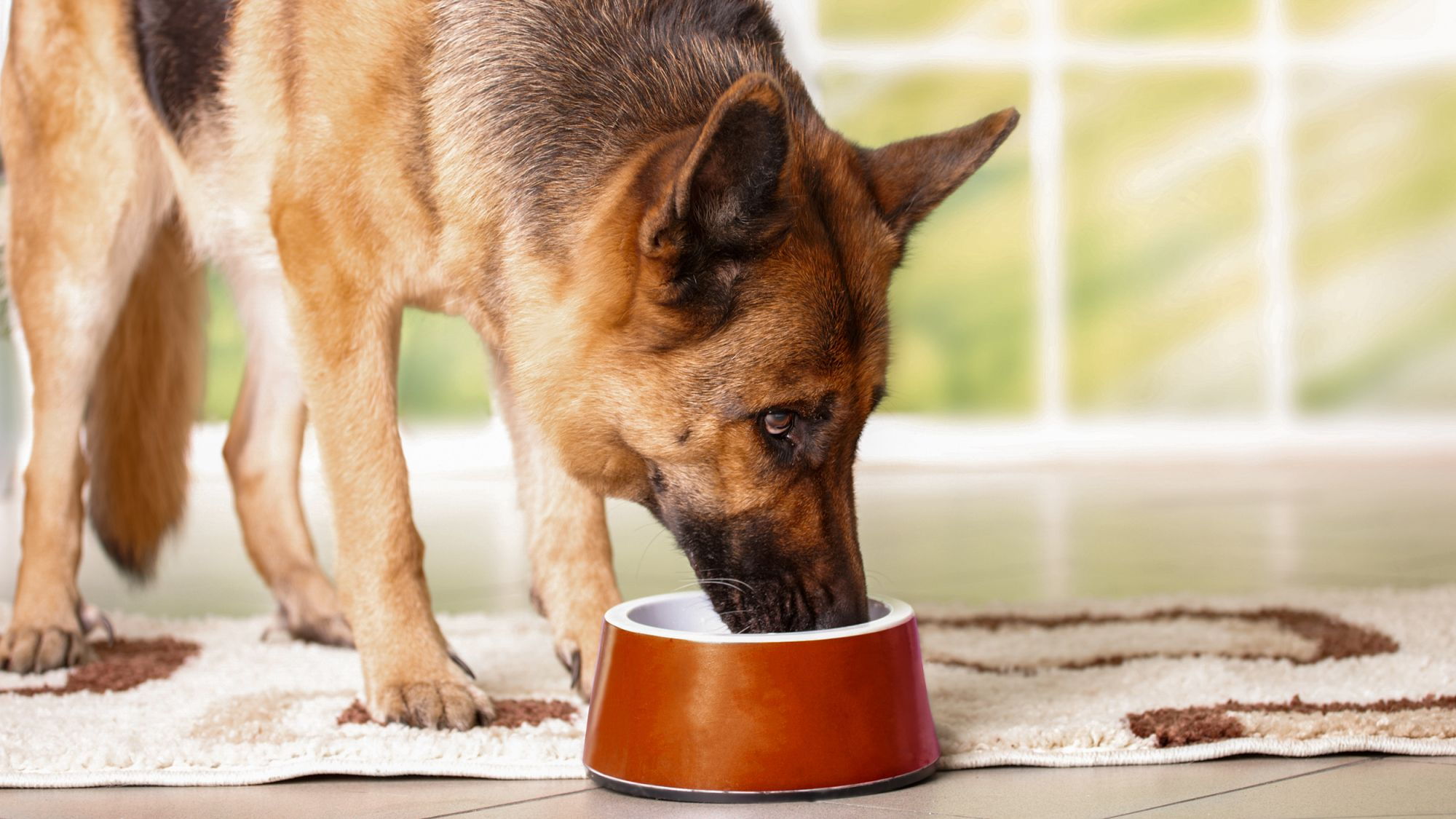 食欲不振になりがちな老犬 食事の栄養管理はどうすべき ロイヤルカナン