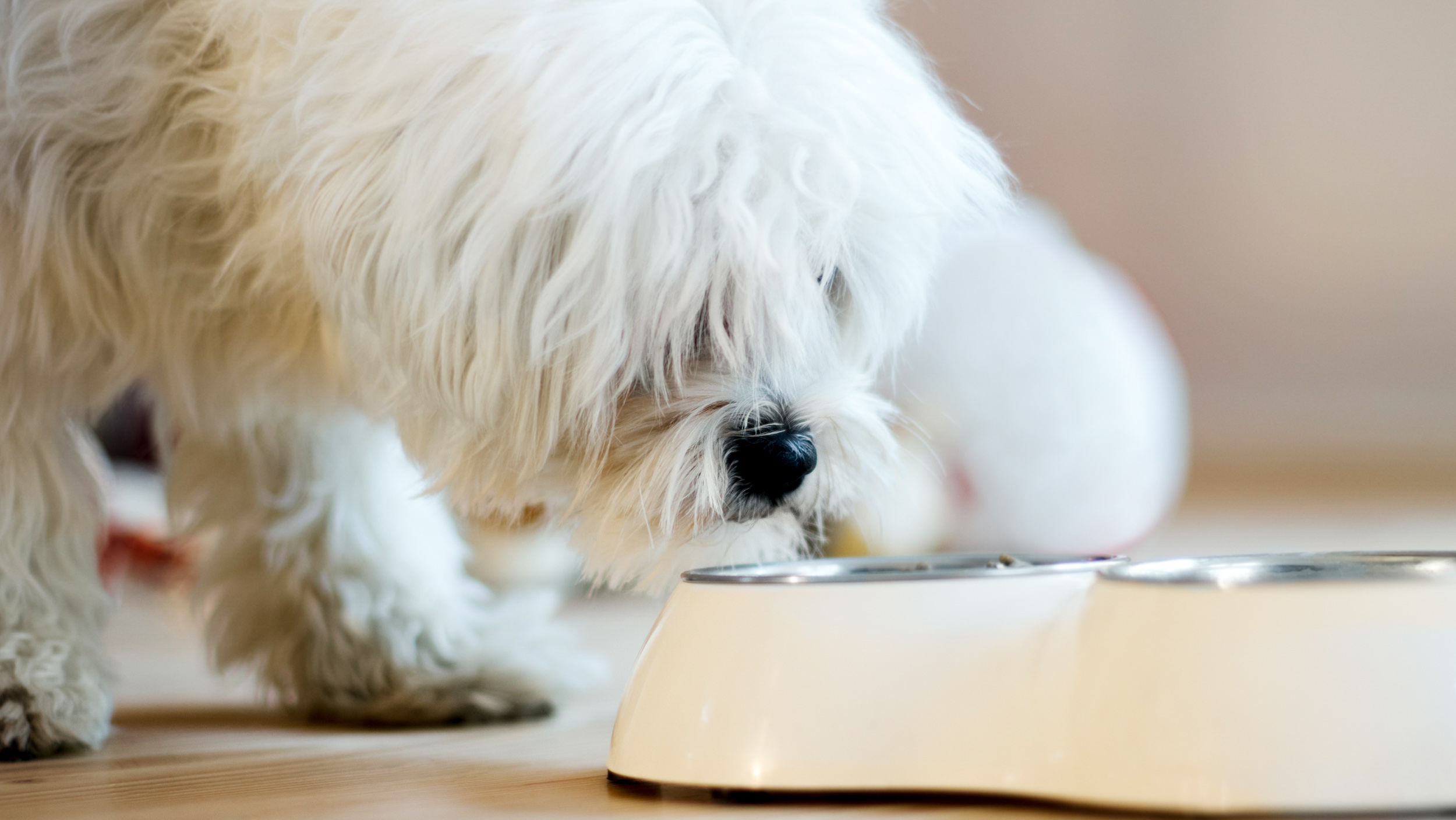 Dog eating from bowl