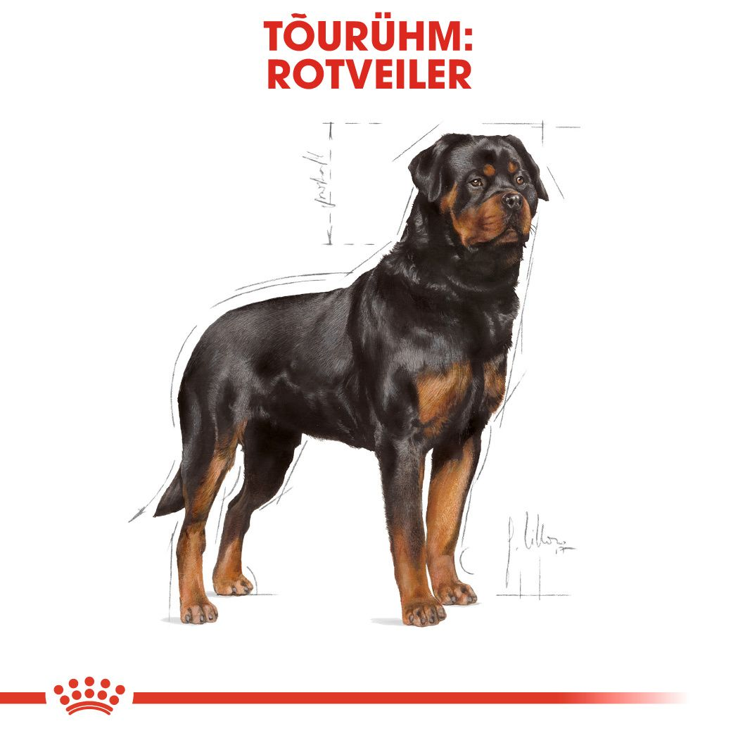 Royal Canin Rottweiler Adult kuivtoit