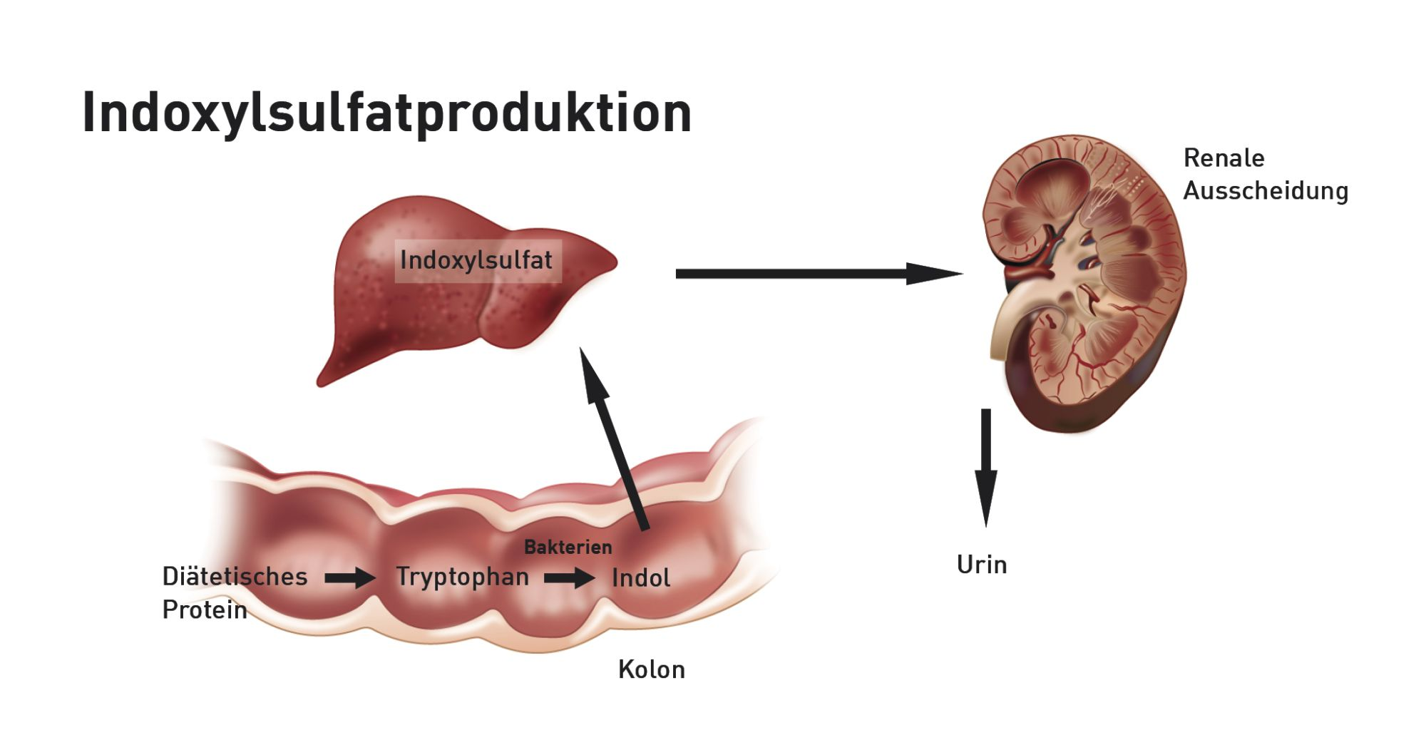 Produktion von Indolen im Kolon