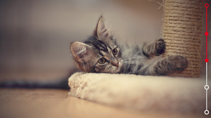 Chaton gris jouant avec un arbre à chat