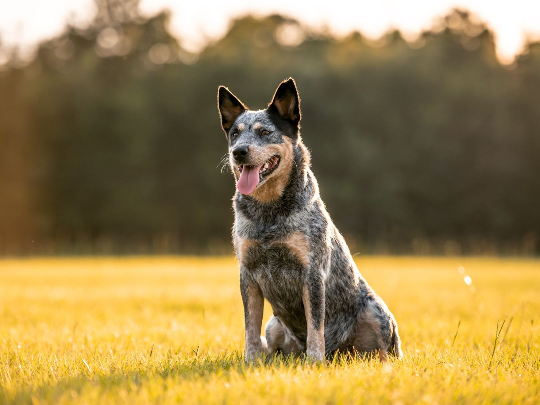 australian-cattle-dog-blue-heeler-sitting