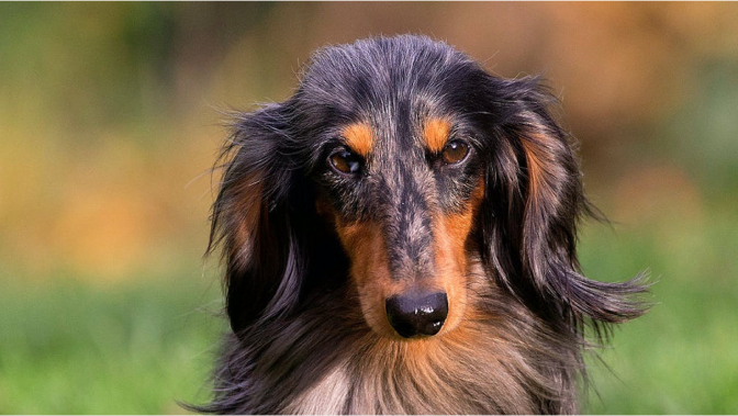 Dachshund sitting in vegetable patch