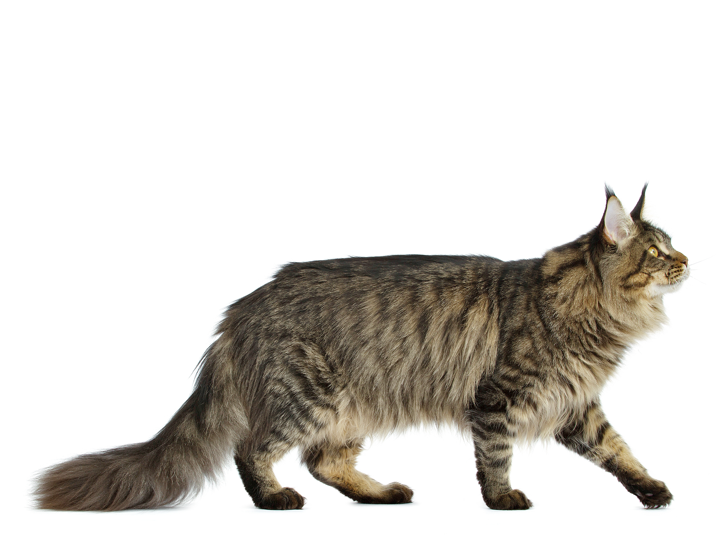 Maine Coon adulto en blanco y negro