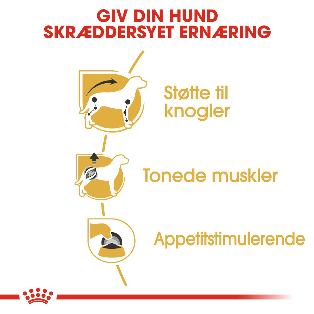 Dachshund Adult Loaf