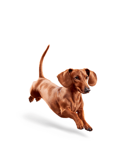 Eukanuba_-_Weight_Control_Small_Breed_-_Facing_Illustration__2019_Restage__Med._Res.___Basic