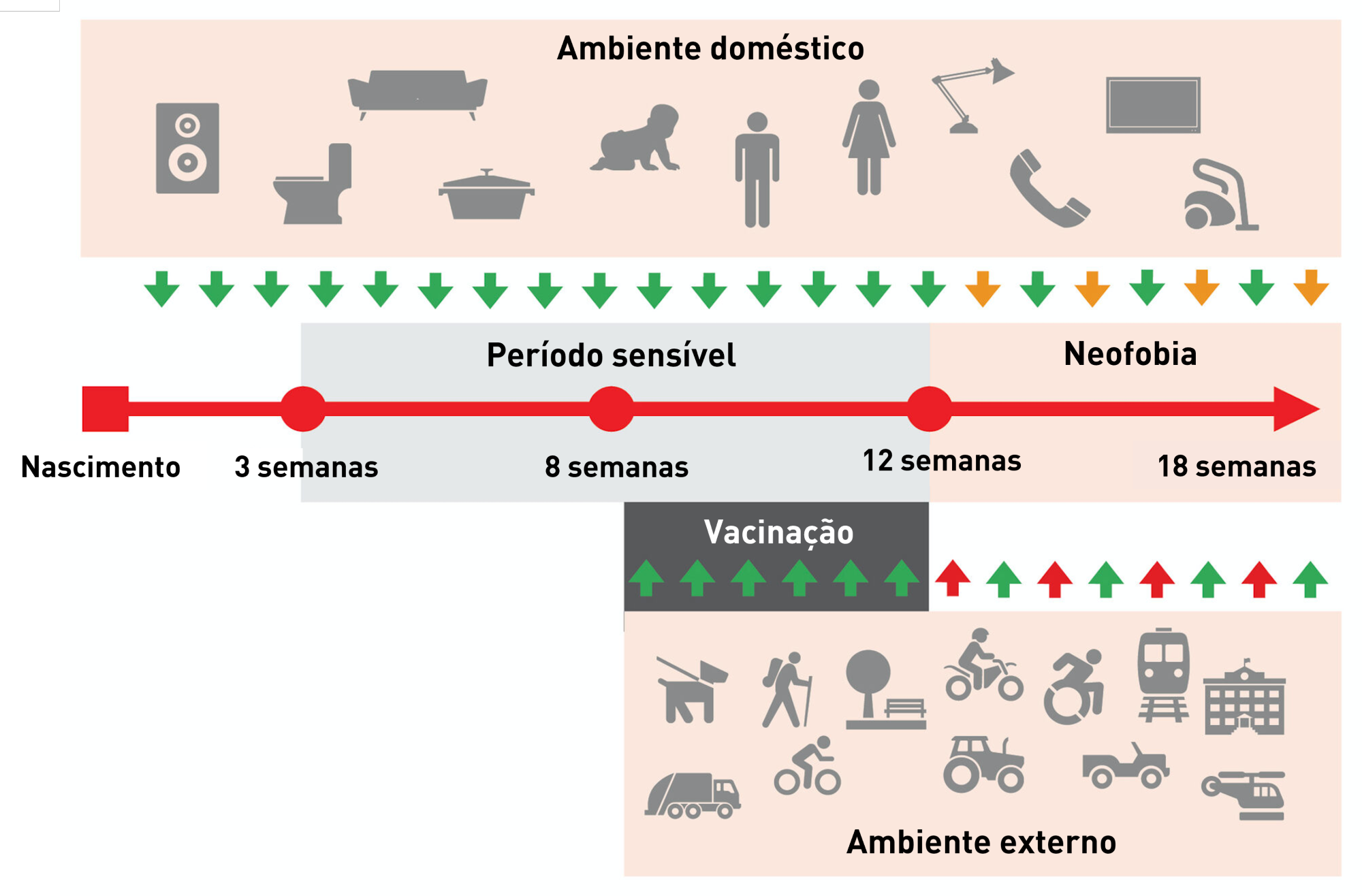A exposição a estímulos e eventos que ocorrem dentro de casa durante o período sensível é uma consequência natural