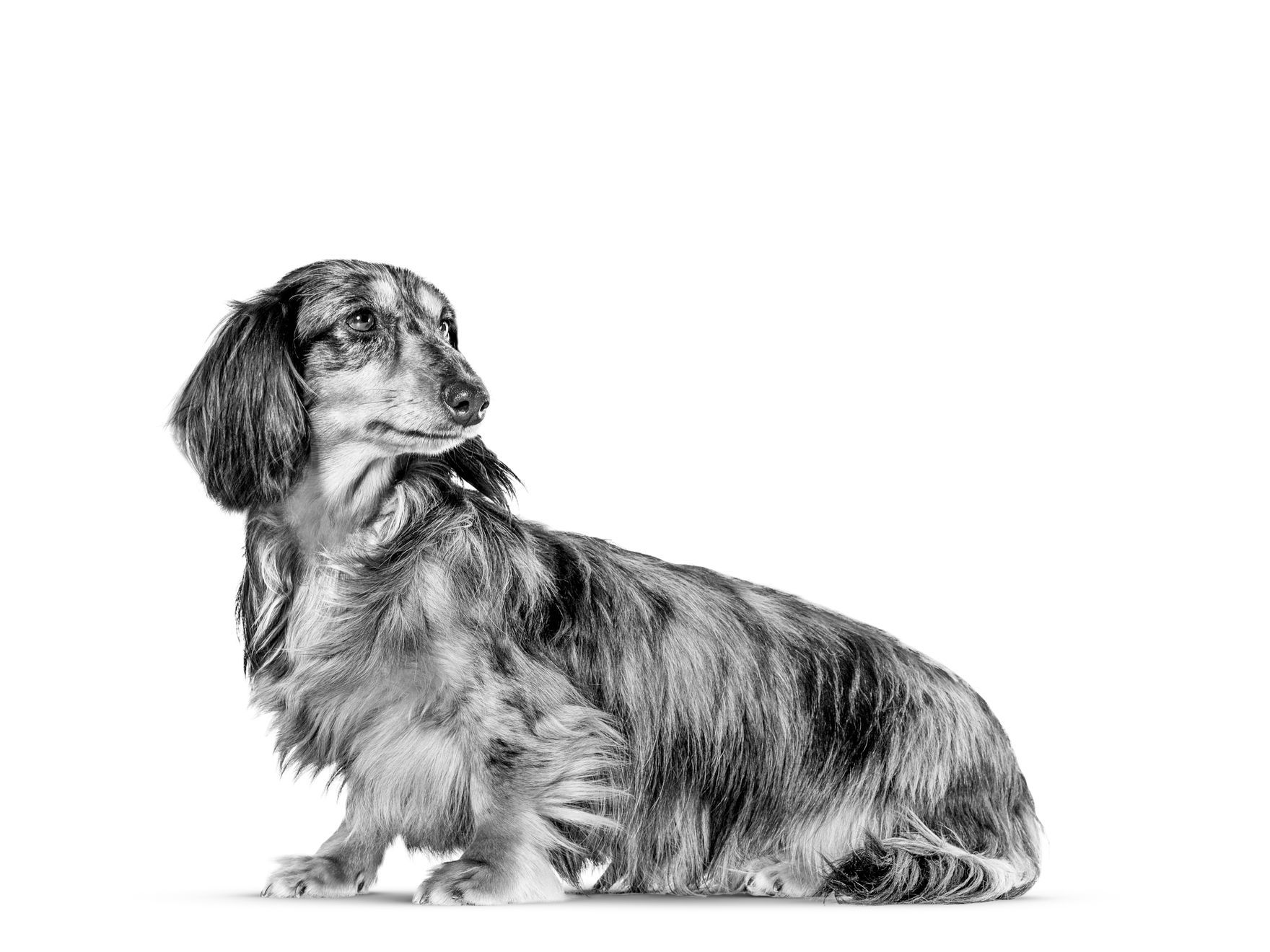 Dachshund adulto de pé, a preto e branco sobre um fundo branco