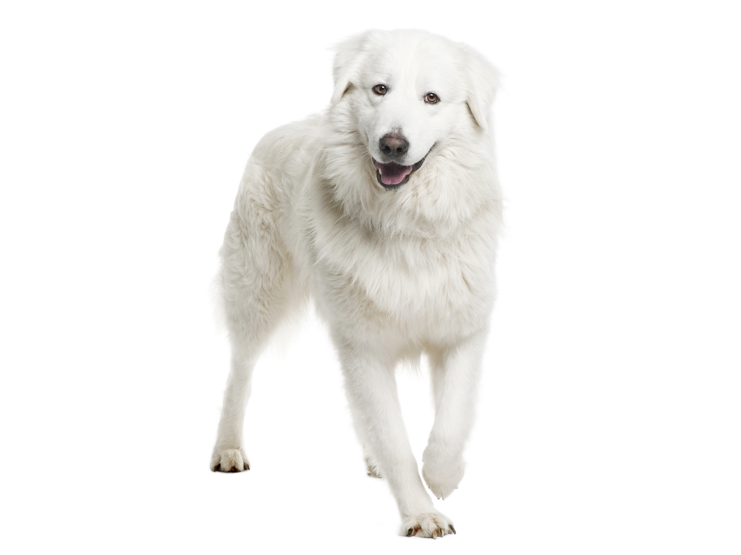 Maremma and the Abbruzes Sheepdog adult black and white