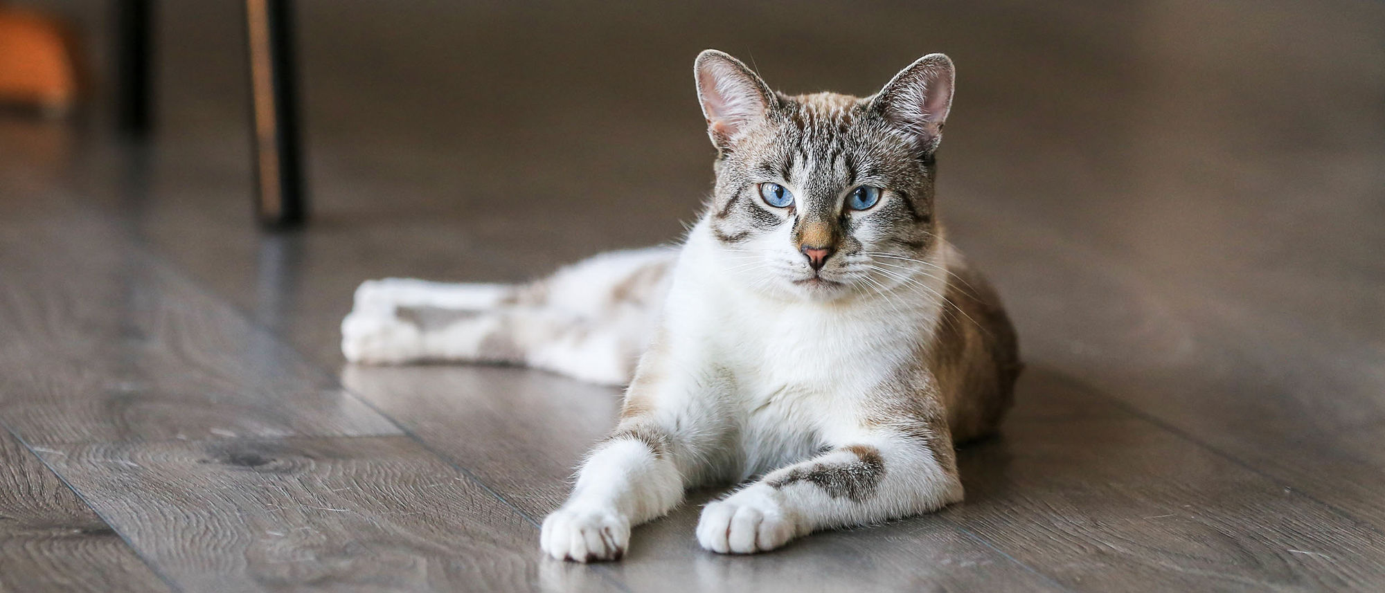 cat lying on the floor