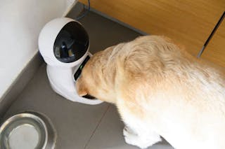 I dispenser automatici di cibo misurano automaticamente la porzione giornaliera indicata e possono facilitare il controllo del peso