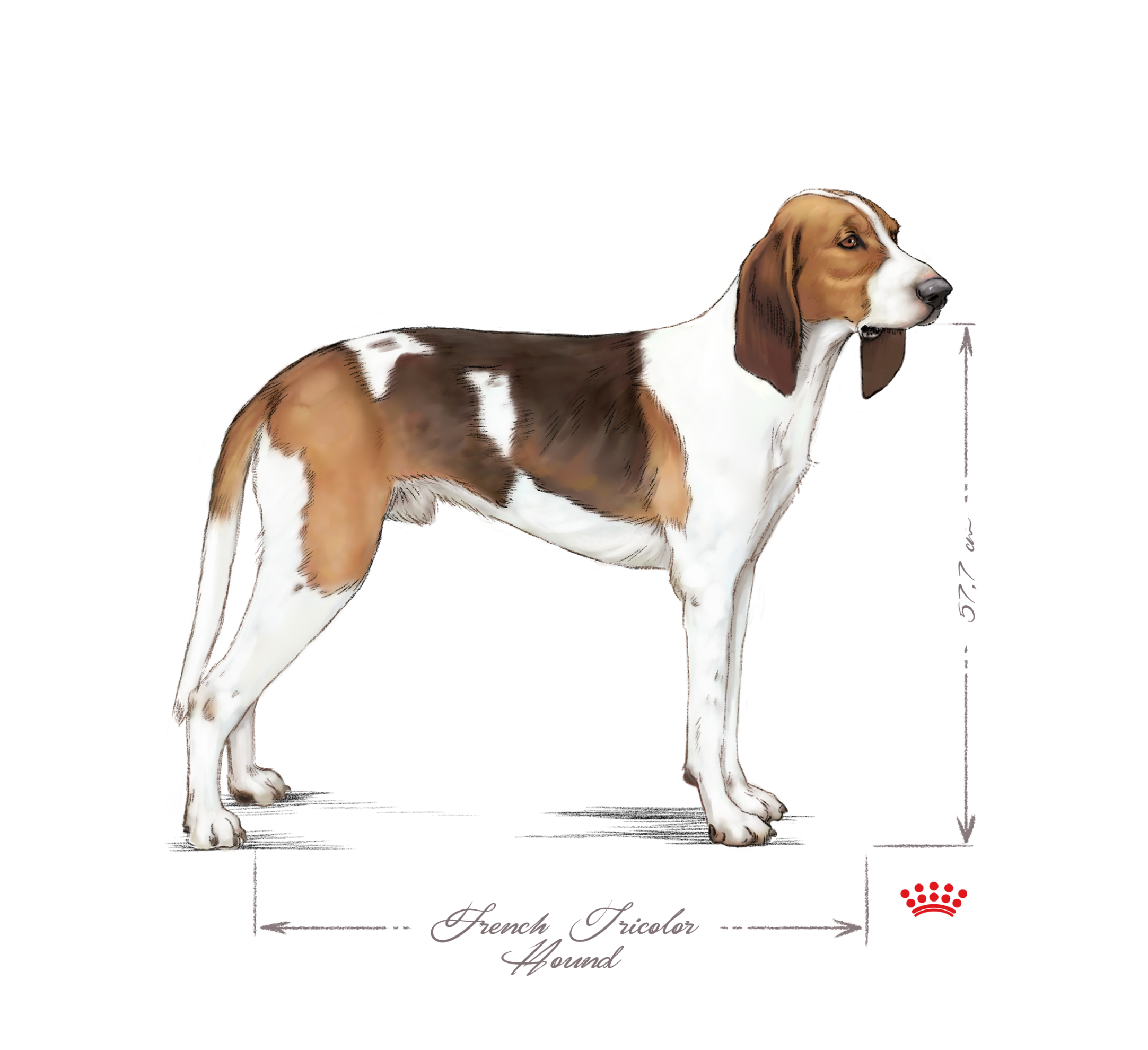 French Tricolour Hound adult black and white