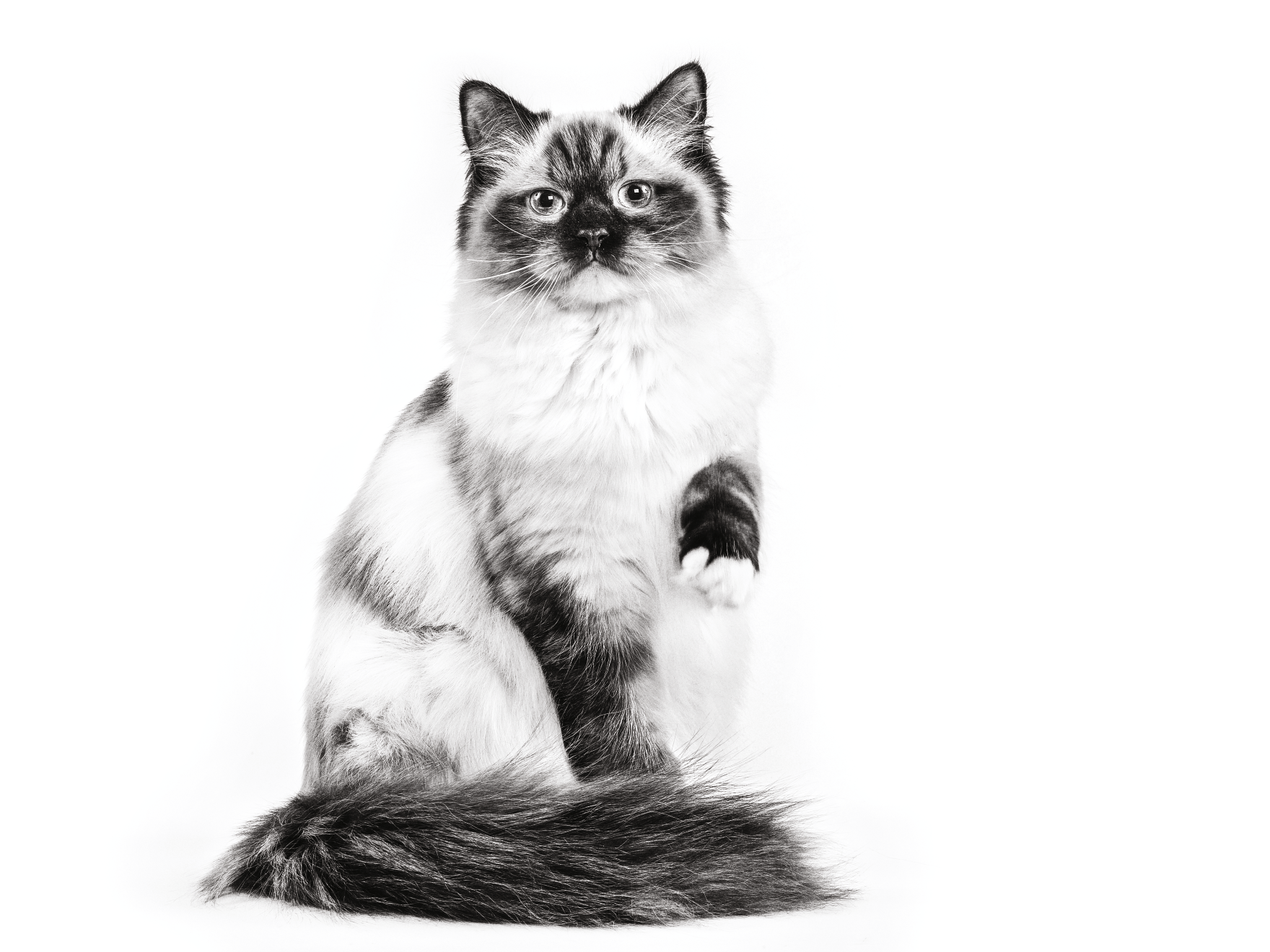 Black and white image of a Ragdoll cat sat holding one paw up