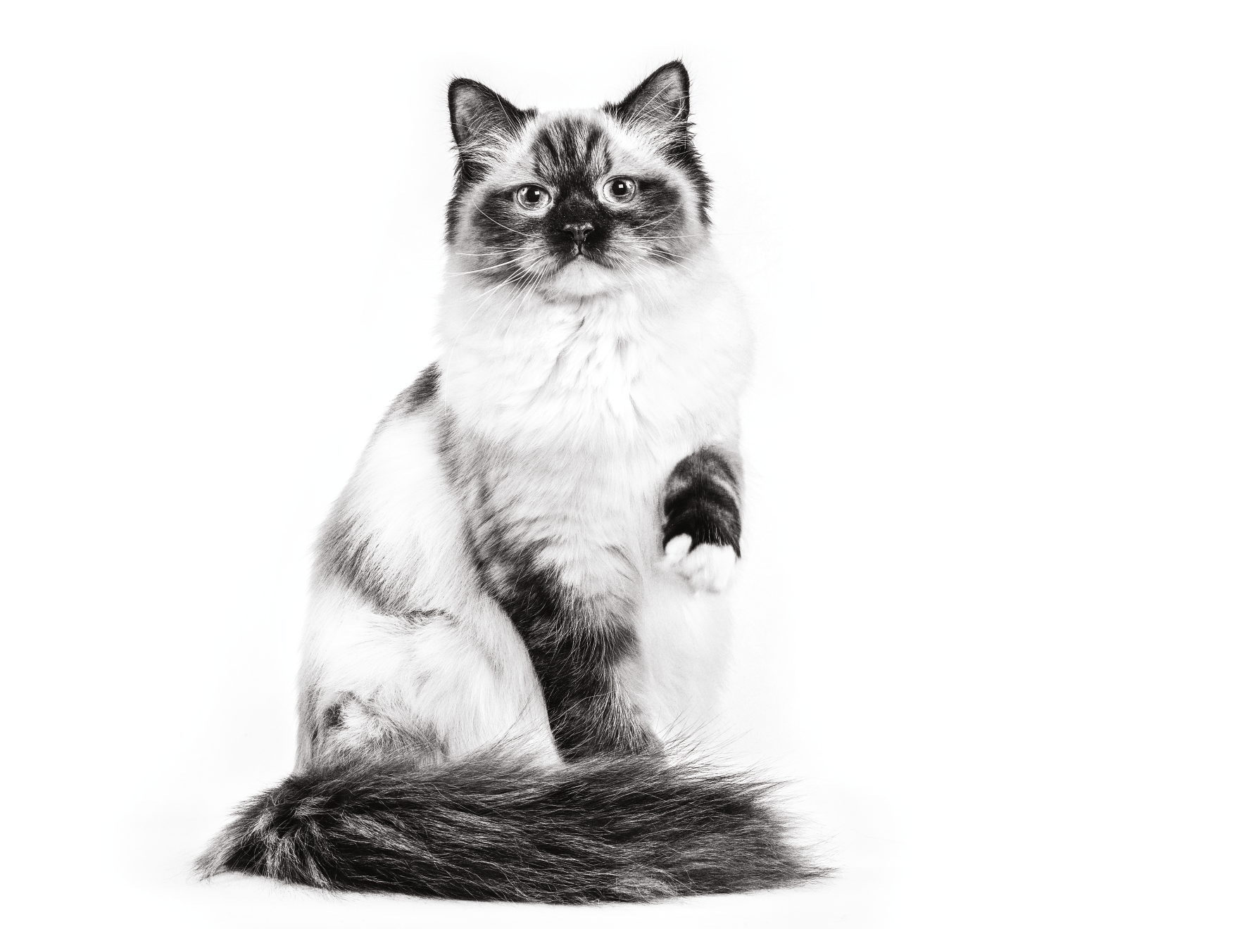 Gambar hitam putih kucing Ragdoll duduk sambil mengangkat satu kaki