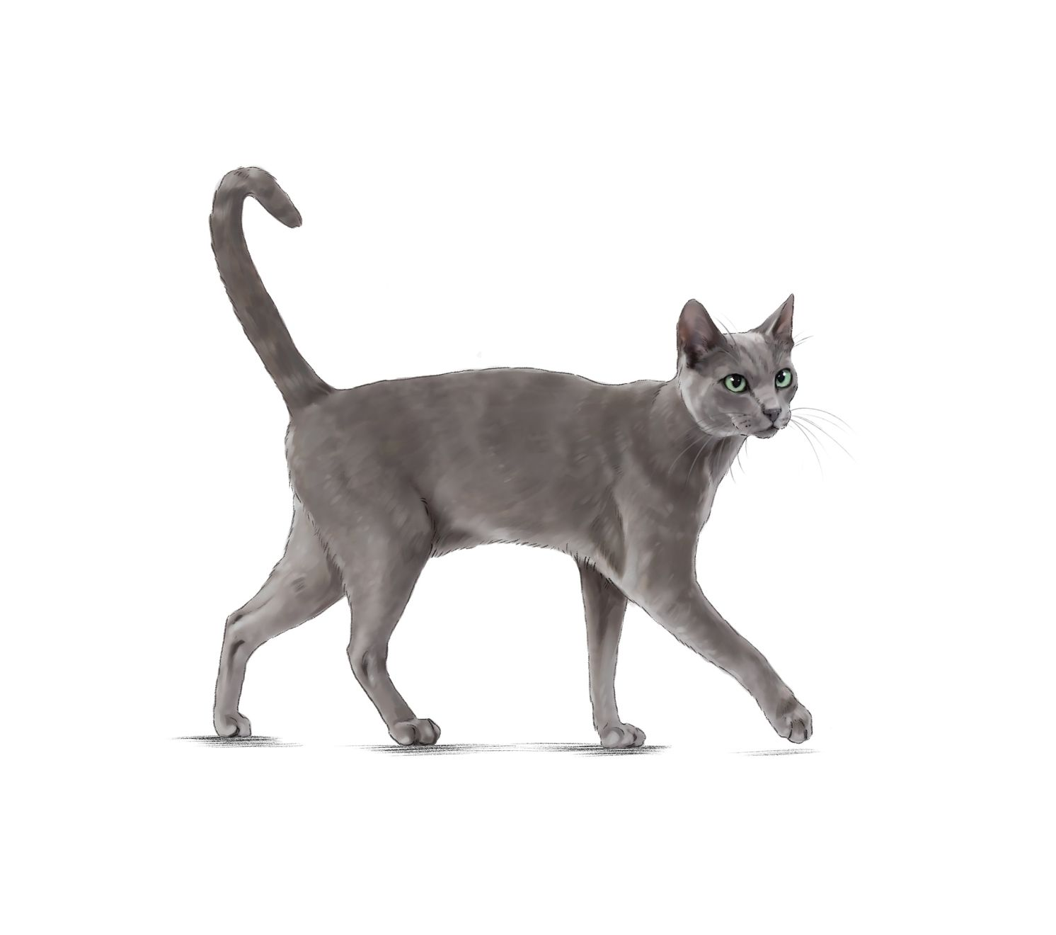 Royal canin 2025 russian blue