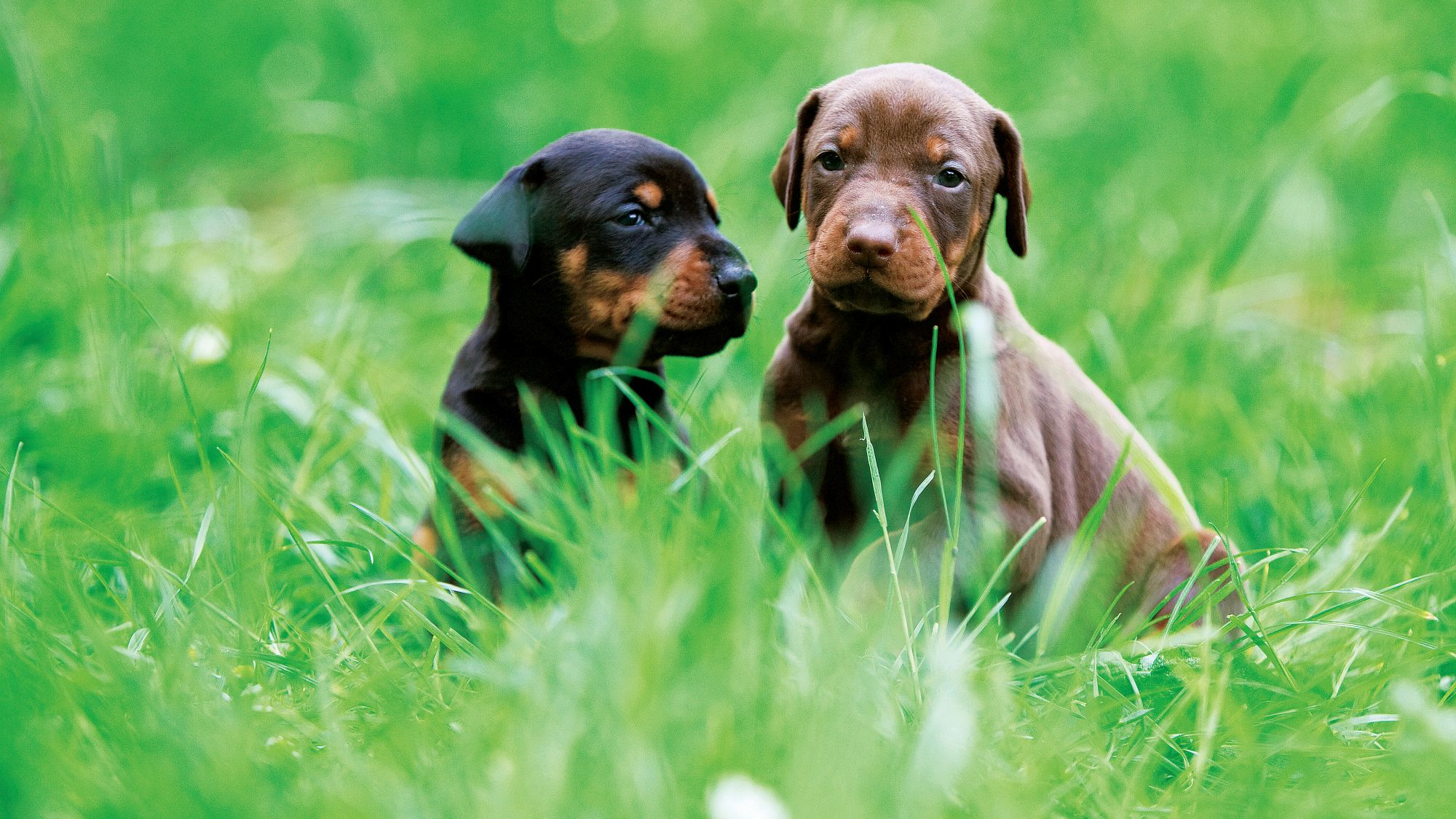 A brown and a black Doberman puppy sitting next to each other in grass