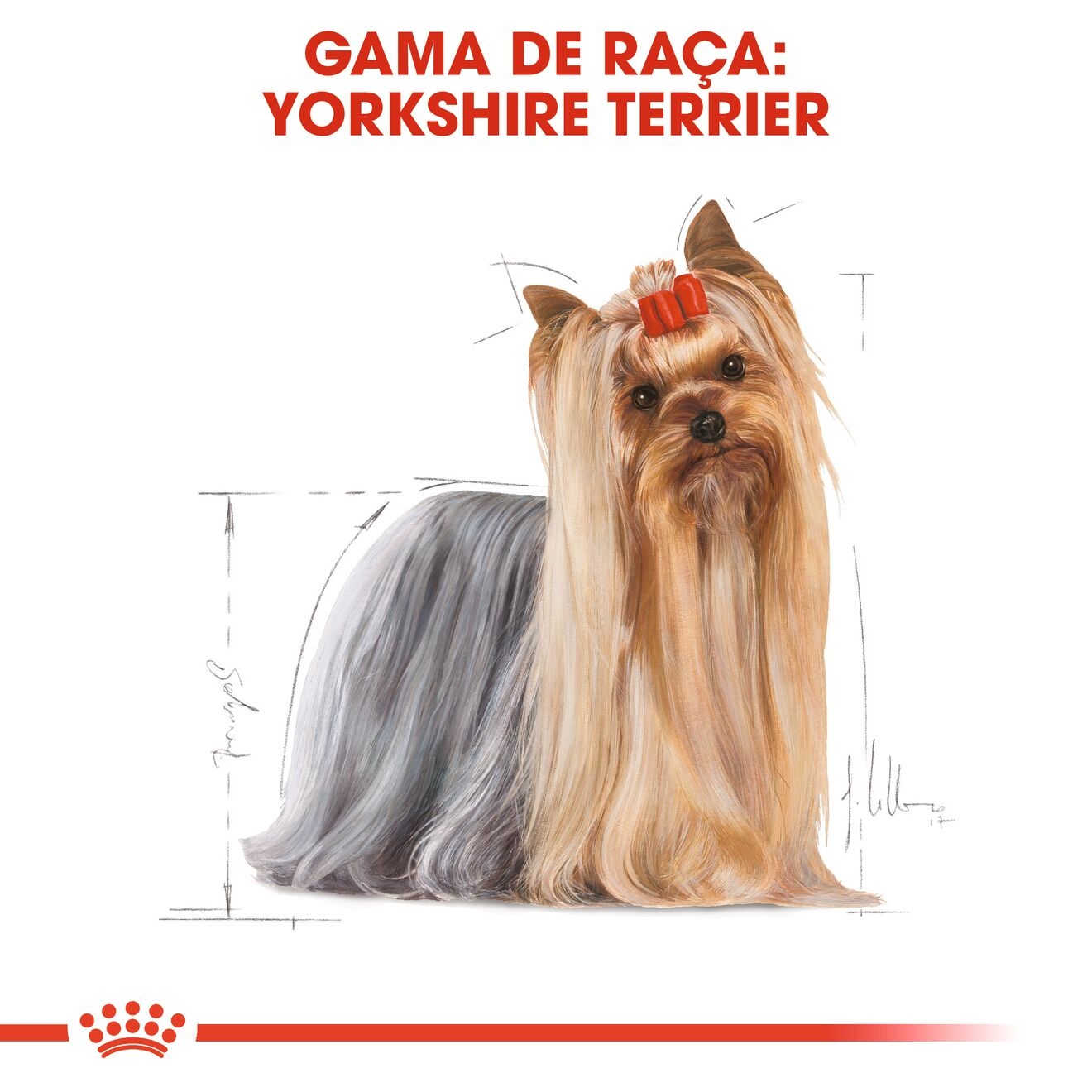 Yorkshire Terrier Adult