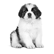 Giant Puppy Dry Royal Canin CA