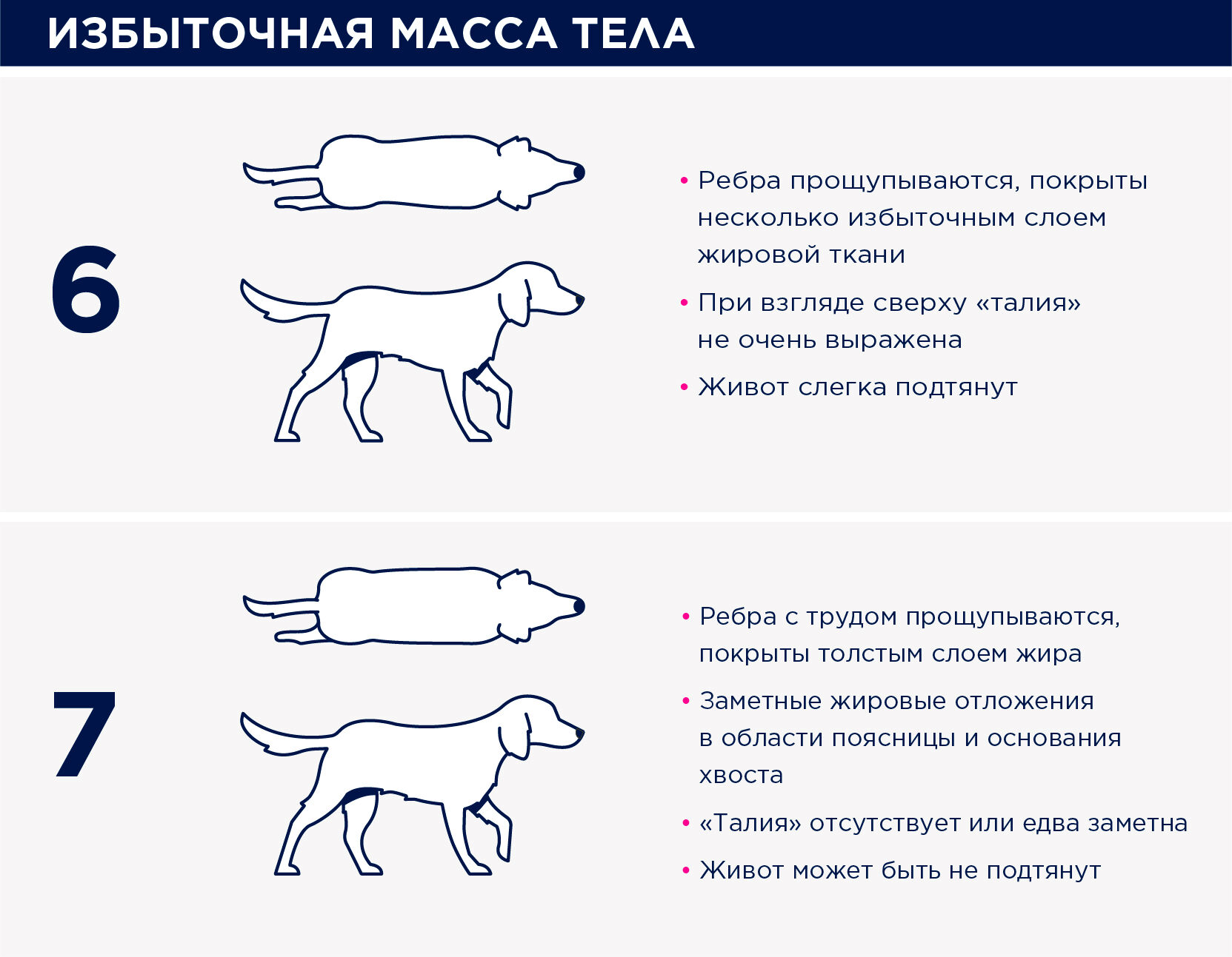 Оценка упитанности собаки | Eukanuba