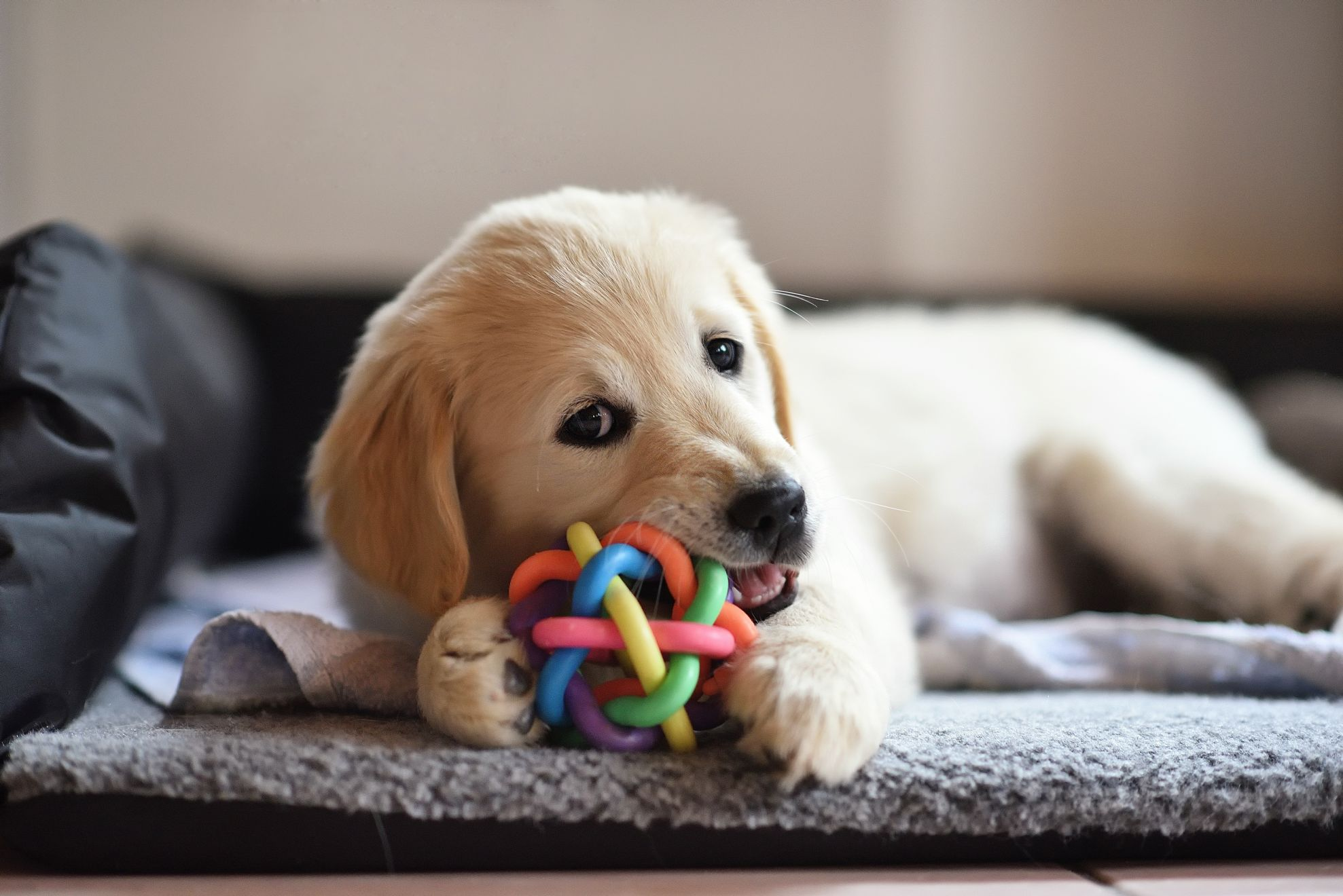 New Puppy Checklist Everything You Need to Know Eukanuba Eukanuba